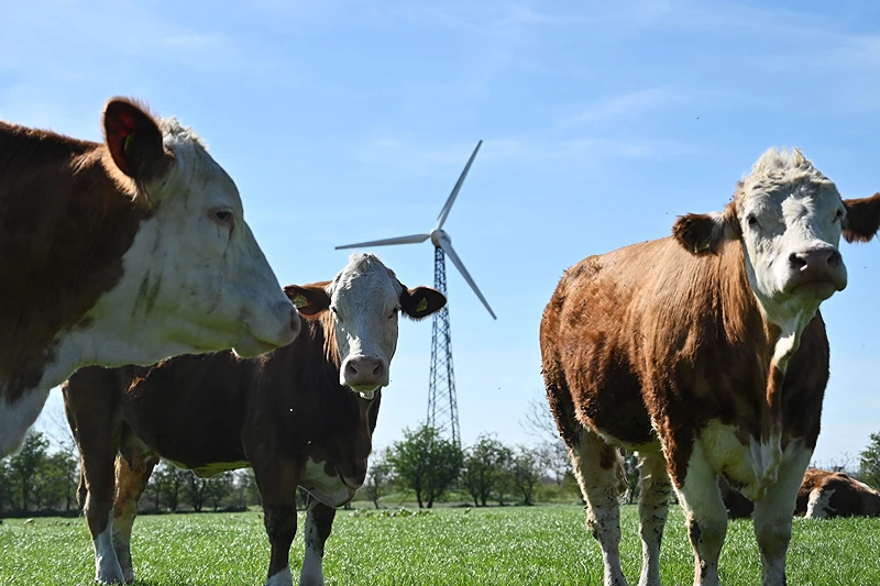Denmark Presents 2030 ‘Flatulence Tax’ For Livestock Farmers, Citing Efforts To Slash Gas Emissions – One America News Network