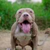 Satire News: Heroic Pitbull Journeys 2,000 Miles To Attack Owner
