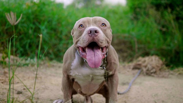 Satire News: Heroic Pitbull Journeys 2,000 Miles To Attack Owner