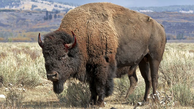 Satire News: Yellowstone Bison Gores Woman Who Refused To Delete