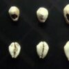 Chinese shell money from 3,000 years ago
