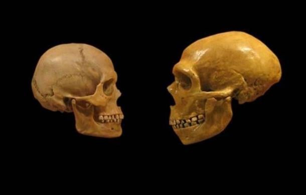 Comparison of Modern Human and Neanderthal skulls from the Cleveland Museum of Natural History