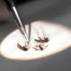 Bacteriologist Erik Devereaux tests mosquitos for the West Nile Virus July 28, 2000 at the State Lab in Boston, MA. Officials say a dead crow found in Hopkinton, MA on July 21, 2000 was the second confirmed case of the mosquito-borne disease found in the Northeast. (Photo by Darren McCollester/Newsmakers)