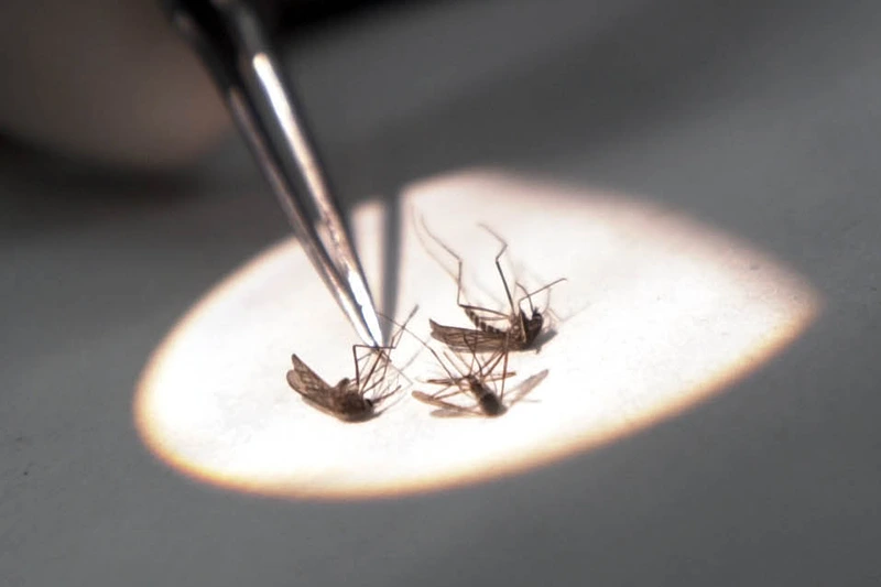 Bacteriologist Erik Devereaux tests mosquitos for the West Nile Virus July 28, 2000 at the State Lab in Boston, MA. Officials say a dead crow found in Hopkinton, MA on July 21, 2000 was the second confirmed case of the mosquito-borne disease found in the Northeast. (Photo by Darren McCollester/Newsmakers)