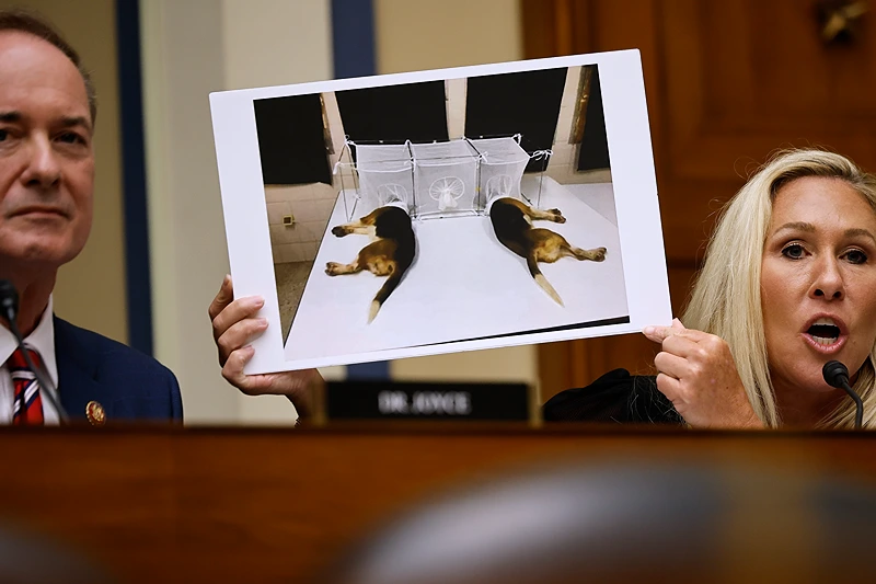 FOIA Docs Suggest Biden Admin Was Aware That Fauci’s NIAID Lied To Cover Up Cruel Beagle Experiments – One America News Network