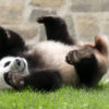 Politics: Taipei Zoo’s Giant Panda Yuanyuan Celebrates Her 20th Birthday