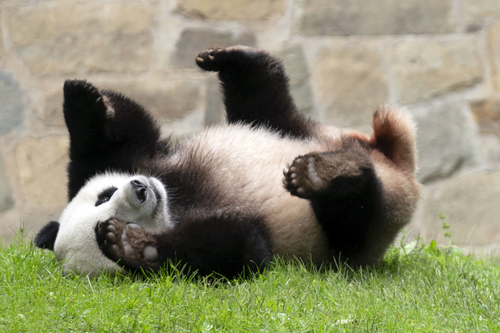 Politics: Taipei Zoo’s Giant Panda Yuanyuan Celebrates Her 20th Birthday