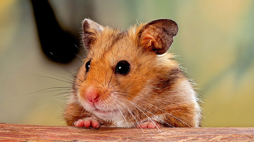 Satire News: Grandmother hamster overly Critical Of Way Daughter Eats Babies