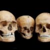 Three human skulls from the Hohlenstein-Stadel cave in Southern Germany, dated to about 8,500 years ago, likely belonging to a family: a man (left), a woman (right), and a child (middle).