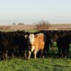 Anthrax Outbreak Reportedly Kills Dozens Of Cattle * 100PercentFedUp.com * by Danielle