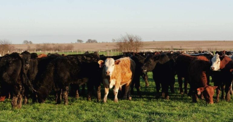 Anthrax Outbreak Reportedly Kills Dozens Of Cattle * 100PercentFedUp.com * by Danielle