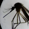 An Aedes aegypti mosquito is seen through a microscope at the Oswaldo Cruz Foundation laboratory in Rio de Janeiro, Brazil, on August 14, 2019. - After guzzling human blood, mosquitos in a Rio de Janeiro laboratory produce offspring infected with a bacteria that is packing a punch in the fight against dengue, which has exploded in Brazil this year. So far, results are promising. Scientists at Fiocruz institute, which is running the trial, report a "significant reduction" in cases of dengue and chikungunya in targeted neighborhoods. (Photo by MAURO PIMENTEL / AFP) (Photo by MAURO PIMENTEL/AFP via Getty Images)