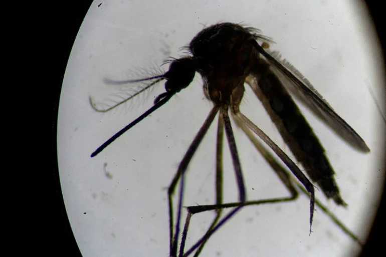 An Aedes aegypti mosquito is seen through a microscope at the Oswaldo Cruz Foundation laboratory in Rio de Janeiro, Brazil, on August 14, 2019. - After guzzling human blood, mosquitos in a Rio de Janeiro laboratory produce offspring infected with a bacteria that is packing a punch in the fight against dengue, which has exploded in Brazil this year. So far, results are promising. Scientists at Fiocruz institute, which is running the trial, report a "significant reduction" in cases of dengue and chikungunya in targeted neighborhoods. (Photo by MAURO PIMENTEL / AFP) (Photo by MAURO PIMENTEL/AFP via Getty Images)