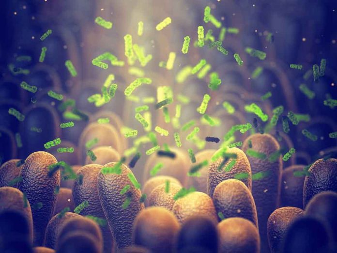 Green bacteria among intestine lining cells, microscopic view.