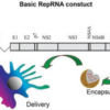 sa-mRNA Replicon