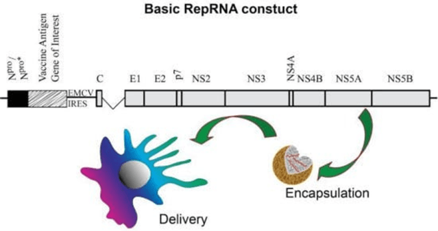 sa-mRNA Replicon