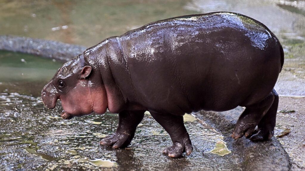 Satire News: Moo Deng Worried Chubbier, Feistier Pygmy Hippo Coming