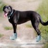 Satire News: New Antigravity Hover Shoes Protect Dogs’ Paws From