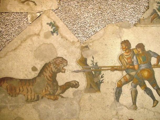 A 5th-century mosaic showing two gladiators fighting a tiger.