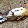 Satire News: Dead Bird On Sidewalk Leads Man To Contemplate