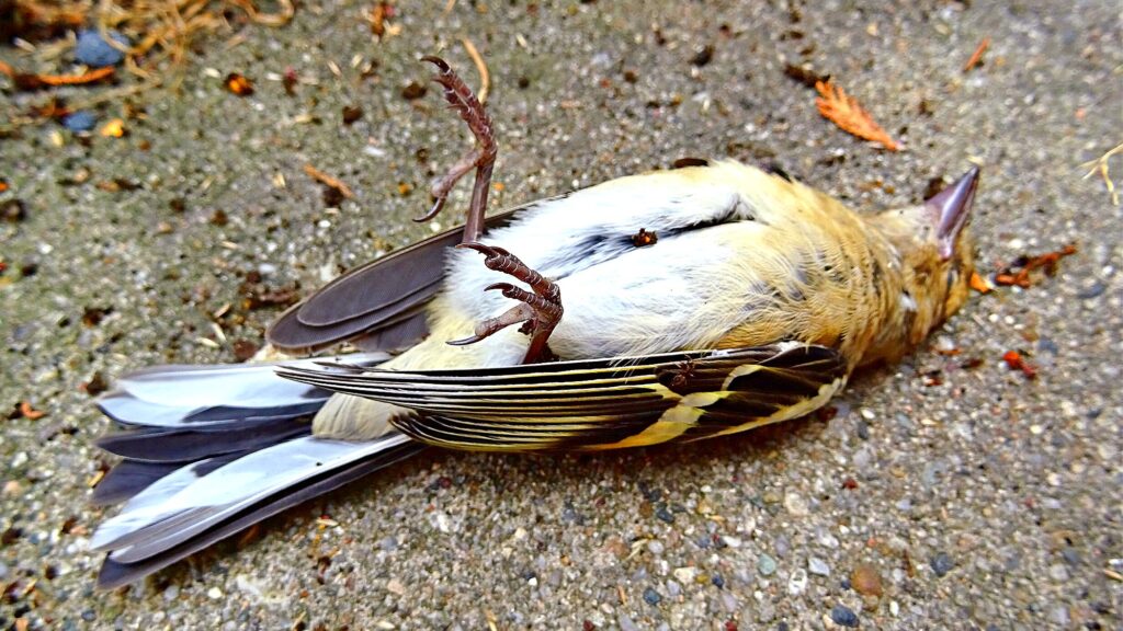 Satire News: Dead Bird On Sidewalk Leads Man To Contemplate