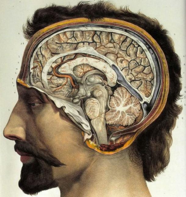 Science & Tech: Why Did Our Brains Stop Expanding?