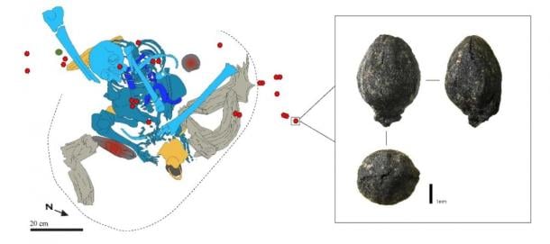 Science & Tech: Ancient Moroccan Medicinal Herb: Clever Usage 15,000