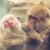 Snow monkey grooming another snow monkey in pool. (Trey Ratcliff/CC BY-NC-SA 2.0)