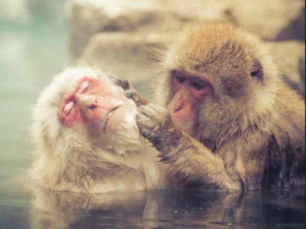 Snow monkey grooming another snow monkey in pool. (Trey Ratcliff/CC BY-NC-SA 2.0)