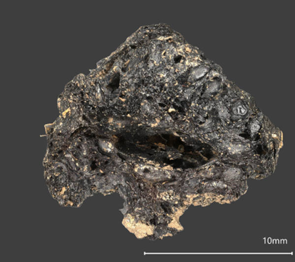 Science & Tech: Shocking 2,000 Year Old Fig Find Opens New Chapter