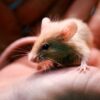 Travel & Lifestyle: Man Surrenders Nearly 1,000 Rodents To New