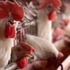 Travel & Lifestyle: Should We Be Worried About Bird Flu?