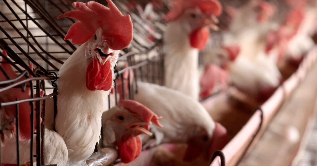 Travel & Lifestyle: Should We Be Worried About Bird Flu?