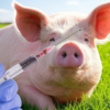 All across the United States, pigs can be “vaccinated” with millions of deadly prions via mRNA clot shots – UNLABELED * 100PercentFedUp.com * by Noah