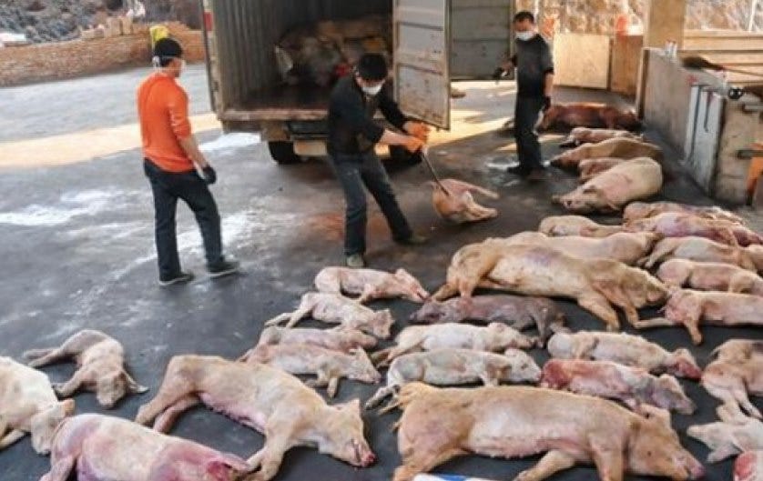 Politics: Prion Contaminated Pork Alert: All Across The United States, Pigs