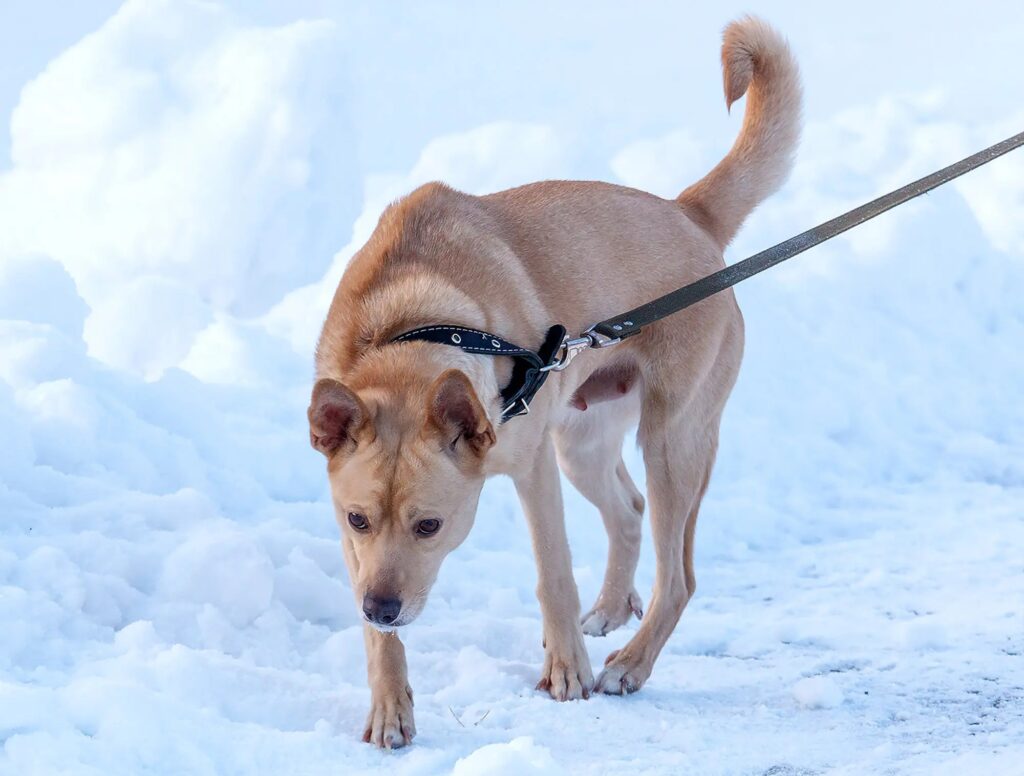 Satire News: Arthritic Dog Limping Through Park Like At At