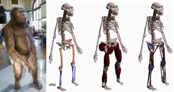 Australopithecus afarensis model reconstruction at the Natural History Museum, Vienna, Right; Reconstructing locomotor anatomy