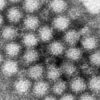 Travel & Lifestyle: Nasty Norovirus Is Back In Full Force