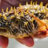 The striped burrfish, a fish with toxic compounds inside that can kill humans if it is ingested.