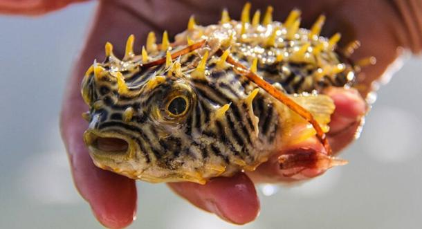 The striped burrfish, a fish with toxic compounds inside that can kill humans if it is ingested.