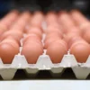 A picture taken in a the poultry farm in Hesbaye region near Namur on August 12, 2017 shows eggs being packed. A scandal involving eggs contaminated with insecticide spread to 15 EU countries, Switzerland and as far away as Hong Kong as the European Commission called for a special meeting on the growing crisis. / AFP PHOTO / JOHN THYS (Photo credit should read JOHN THYS/AFP via Getty Images)