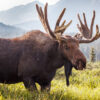 Satire News: Americans Start Stockpiling Moose Ahead Of Tariffs