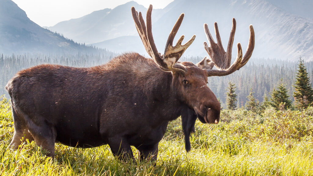 Satire News: Americans Start Stockpiling Moose Ahead Of Tariffs