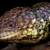 Satire News: Scientists Confirm Shingleback Lizards Only Reptiles That Mate