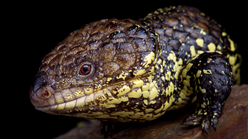 Satire News: Scientists Confirm Shingleback Lizards Only Reptiles That Mate