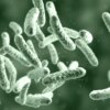 Shigella is a rod-shaped bacteria that can cause a type of dysentery with symptoms including bloody diarrhea, fever, painful stomach crams, nausea and vomiting.