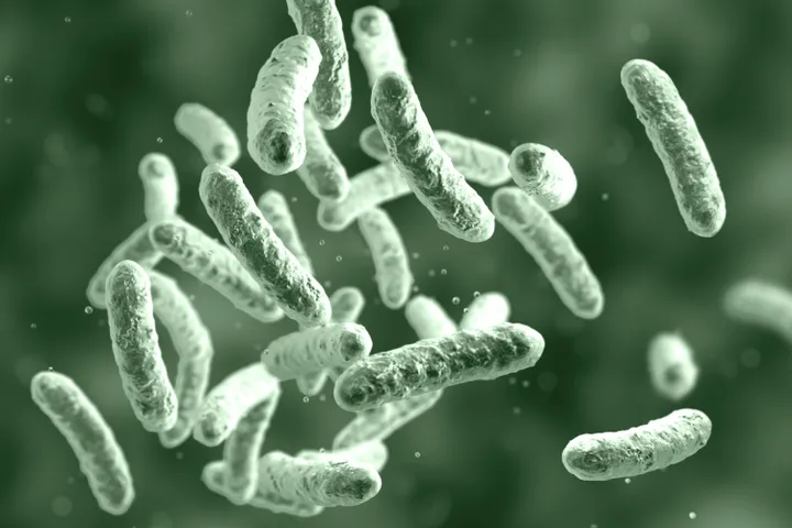 Shigella is a rod-shaped bacteria that can cause a type of dysentery with symptoms including bloody diarrhea, fever, painful stomach crams, nausea and vomiting.