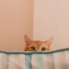 Hiding is a defense mechanism for cats, but pay attention if your cat starts hiding more than normal or hiding in unusual places.