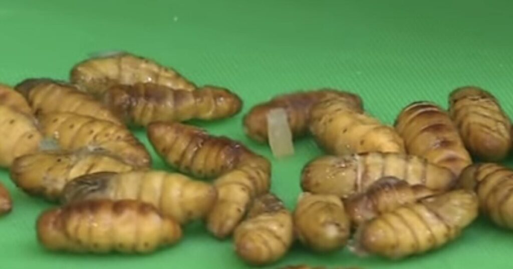 University Offers Course On Cooking And Eating Ze Bugs * 100PercentFedUp.com * by Danielle