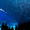 Satire news: trump opens up nation’s aquariums to commercial fishing